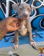 american bully puppy posted by orlando 15